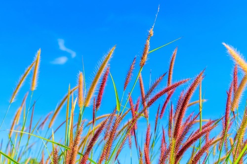 Samolepící fototapeta divoká tráva pod oblohou