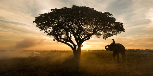 Obraz slon při východu slunce