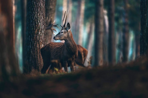 Samolepící fototapeta jelen v borovém lese
