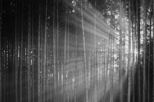 Samolepící fototapeta slunce za stromy v černobílém