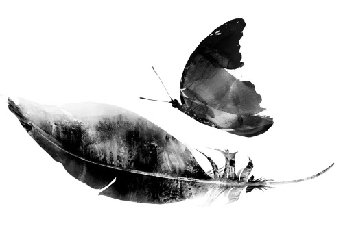 Samolepící tapeta pírko s motýlem v černobílém