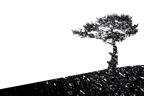 Tapeta strom černobílá silueta