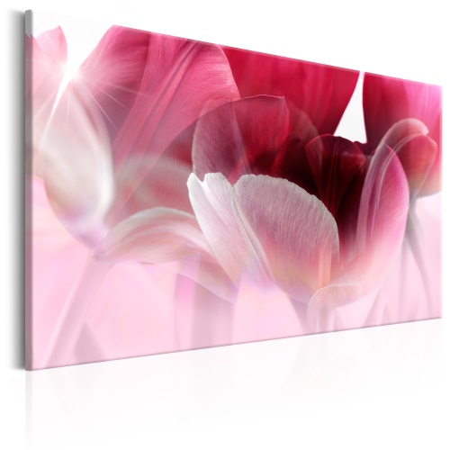 Obraz - Nature: Pink Tulips
