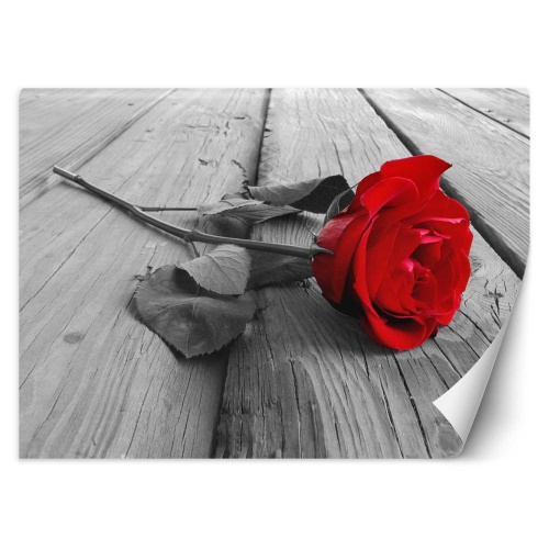 Fototapeta, Červené květy růží Retro