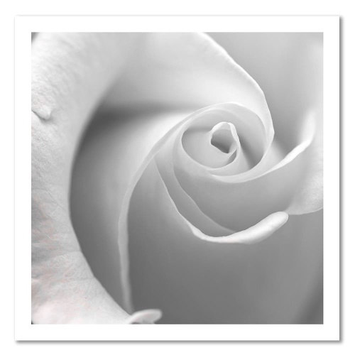 Obraz na plátně Bílá růže Makro