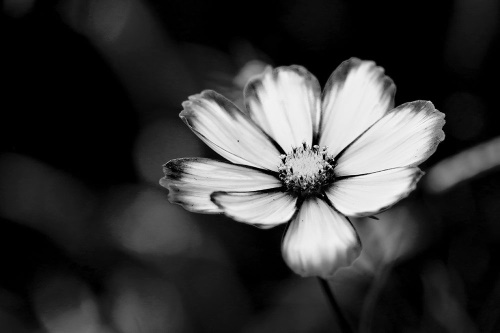 Samolepící fototapeta zahradní černobílý květ krasulky