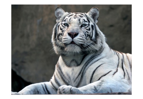 Fototapeta - Bengali tiger in zoo