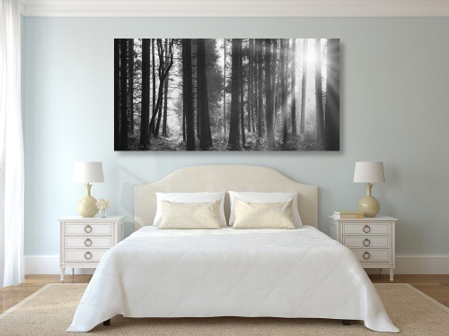 Obraz les zalitý sluncem v černobílém provedení