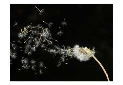 Fototapeta - Dandelion seeds carried by the wind