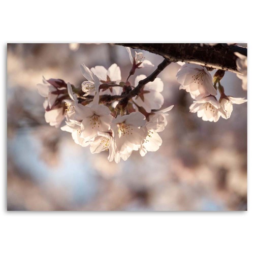 Obraz na plátně Příroda třešňových květů