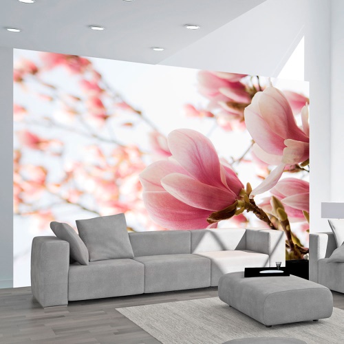 Fototapeta - Pink magnolia