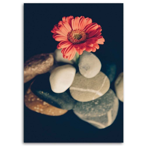 Obraz na plátně Gerbery Květiny Kameny
