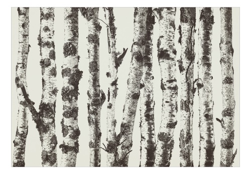 Fototapeta - Stately Birches - First Variant