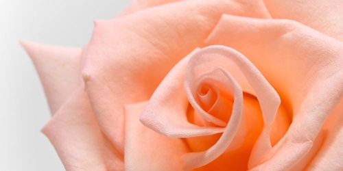 Obraz broskvová růže