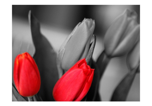 Fototapeta - Red tulips on black and white background