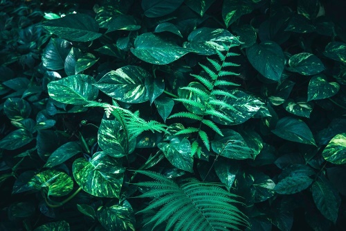Samolepící fototapeta svěží tropické listy