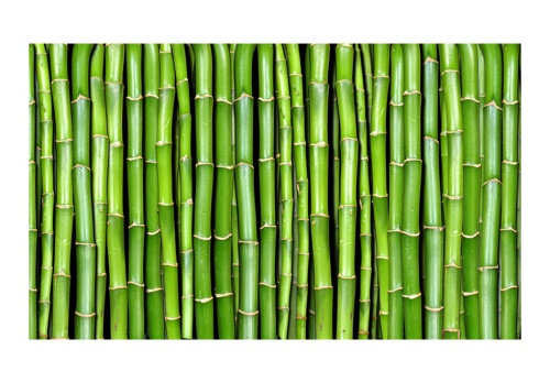 Fototapeta - Bamboo zeď