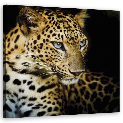 Obraz na plátně, Majestic Leopard