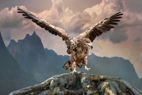 Obraz orel s roztaženými křídly nad horami