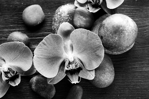 Tapeta orchidej a kameny v černobílém provedení