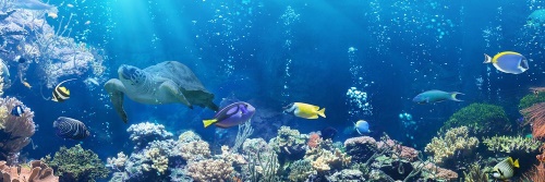 Obraz tropické rybky