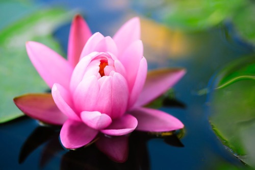 Samolepící fototapeta nádherný růžový květ na jezeře