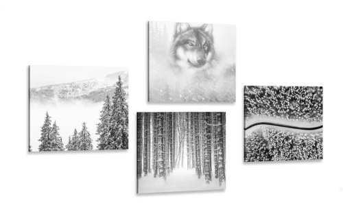 Set obrazů vlk v tajemném lese v černobílém provedení