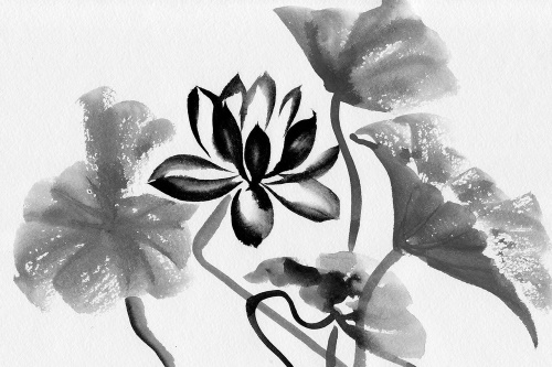 Tapeta lotosový květ černobílý