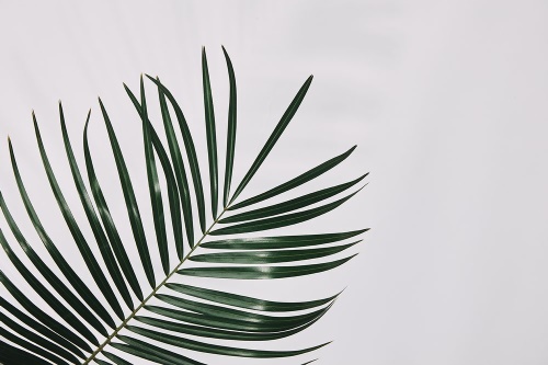 Samolepící fototapeta nádherný palmový list