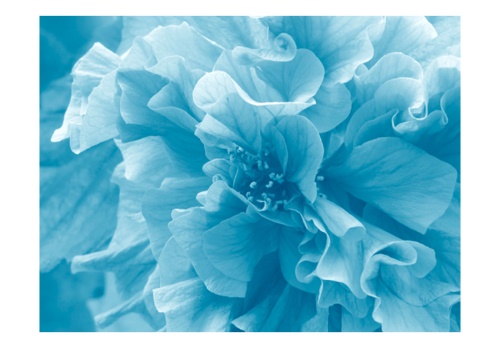 Fototapeta - Blue azalea
