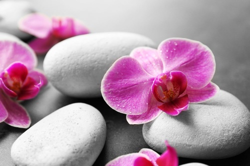 Samolepící fototapeta květiny orchideje na kamenech