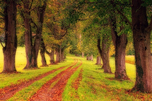 Fototapeta chodník podzimním lesem