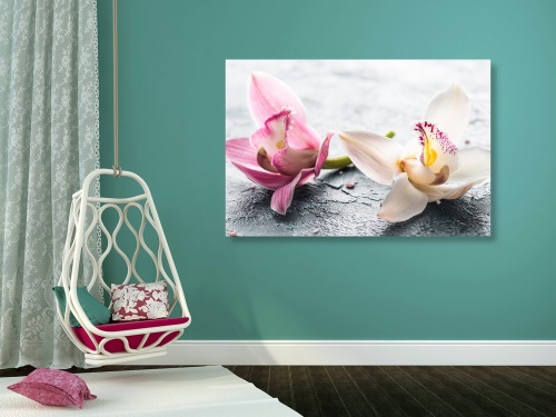Obraz dva barevné květy orchideje