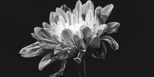 Obraz černobílá sedmikráska