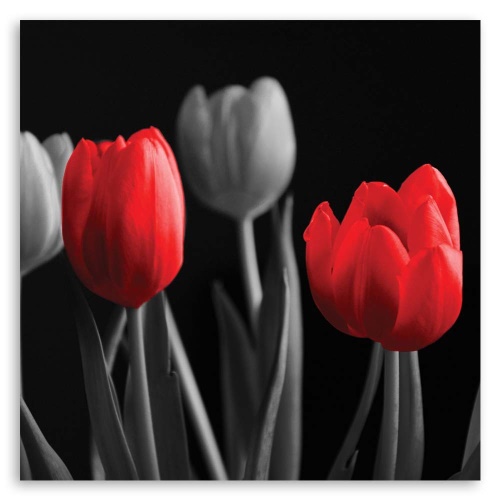 Obraz na plátně Květiny Tulipány Červená Šedá