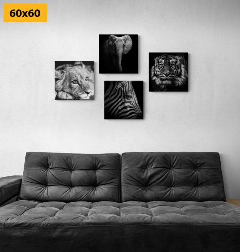 Set obrazů divoká zvířata v černobílém provedení