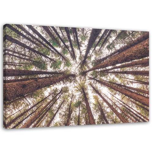 Obraz na plátně, Pine Nature Forest Green