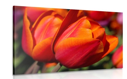Obraz nádherné tulipány na louce