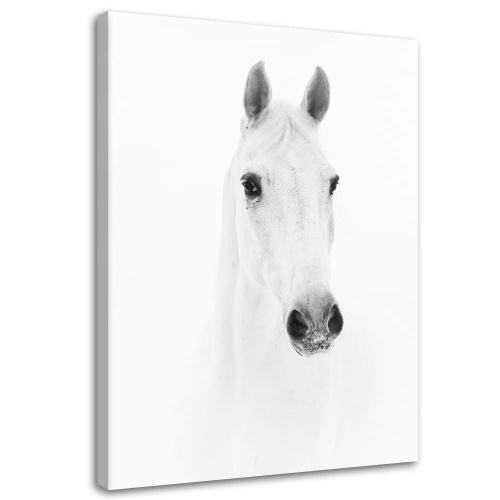 Obraz na plátně Kůň Zvířata Příroda Bílá