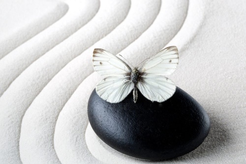 Obraz bílý motýl na černém kameni