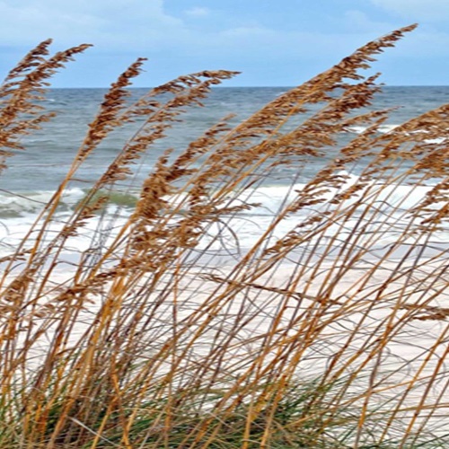 Ozdobný paraván Tráva na mořské pláži