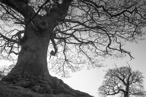 Obraz symbióza stromů v černobílém provedení