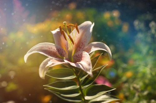 Tapeta nádherný květ s retro nádechem