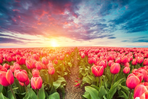 Obraz východ slunce nad loukou s tulipány