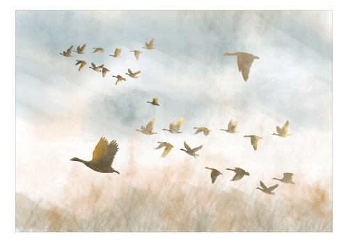 Fototapeta - Golden Geese