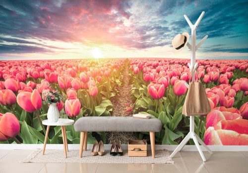 Tapeta tulipány v Holansku