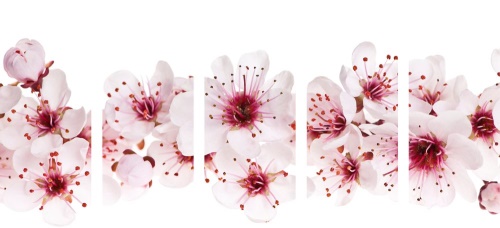 5-dílný obraz třešňové květy