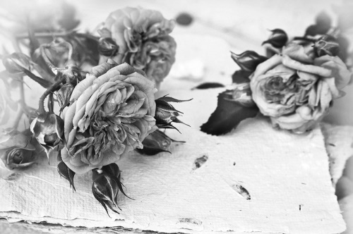 Samolepící fototapeta černobílé růže v rozkvětu