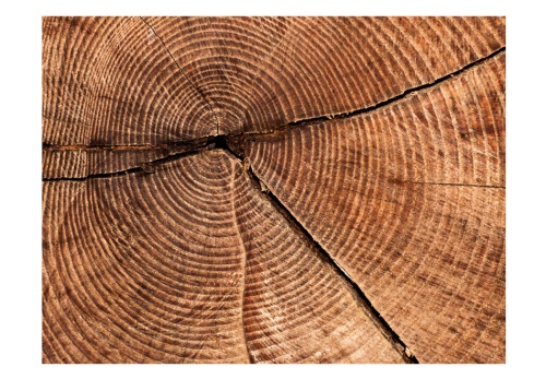 Fototapeta - Tree trunk cross section