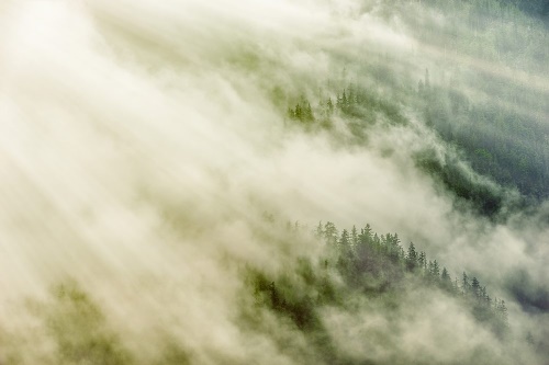 Samolepící fototapeta mlhavý les